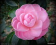 vignette ' MIMOSA JURY ' camellia  hybride williamsii
