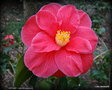 vignette ' ANTARES ' camellia japonica