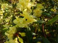vignette Rhododendron Lutescens gros plan autre vue au 27 03 13