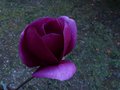 vignette Magnolia Black Tulip gros plan au 28 03 13