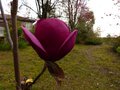vignette Magnolia Black Tulip autre vue au 27 03 13