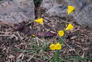 vignette Narcissus bulbocodium