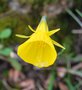 vignette Narcissus bulbocodium