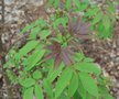 vignette Sambucus kamtschatica / Adoxaceae / Sibrie Orientale