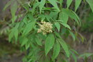 vignette Sambucus kamtschatica / Adoxaceae / Sibrie Orientale