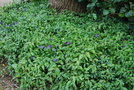 vignette Vinca major ssp. hirsuta