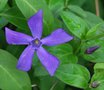 vignette Vinca major ssp. hirsuta