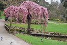 vignette Prunus x subhirtella 'Pendula'