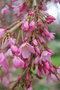 vignette Prunus x subhirtella 'Pendula'