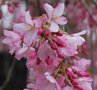 vignette Prunus x subhirtella 'Pendula'