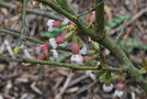 vignette Chaenomeles x speciosa