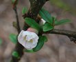 vignette Chaenomeles x speciosa