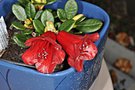 vignette Rhododendron Carmen