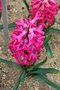 vignette Hyacinthus orientalis 'Jan Bos'