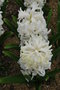 vignette Hyacinthus orientalis 'Innocent'