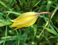 vignette Tulipa sylvestris