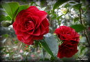 vignette ' ROGER HALL 'camellia  japonica