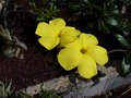 vignette Pachypodium rosulatum