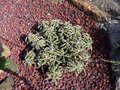 vignette Euphorbia aff. capsaintmariensis