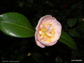 vignette ' CARA MIA ' camellia japonica
