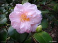 vignette ' LAURIE BRAY ' camellia japonica