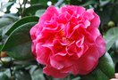 vignette Camellia japonica 'Kenny'   (1841)