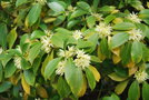 vignette Illicium anisatum / Illiciaceae / Sud Chine