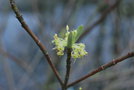 vignette Cornus sessilis