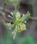 vignette Cornus sessilis