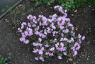 vignette Rhododendron x 'Rose Elf'