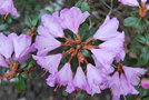 vignette Rhododendron 'Rose Elf'