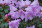 vignette Rhododendron 'Rose Elf'