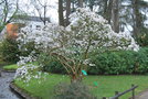 vignette Magnolia kobus var. stellata