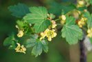 vignette Ribes fasciculatum var. chinense