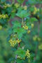 vignette Ribes tenue / Grossulariaceae / Himalaya, Chine