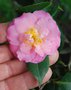 vignette Camellia japonica 'Little Michael'   (Franklin Moore, USA 1981)