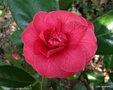 vignette ' C.M. HOVEY ' camellia japonica