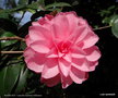 vignette ' WATER LILY ' camellia hybride williamsii