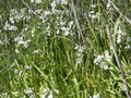 vignette Allium neapolitanum