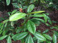 vignette Nothofagus codonandra