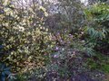 vignette Rhododendron Lutescens bien accompagn au 03 04 13