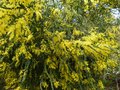 vignette Acacia Pravissima trs fleuri et parfum au 03 04 13