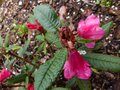 vignette Rhododendron Glischroides au 03 04 13