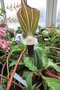 vignette Arisaema sikokianum