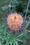 vignette Banksia spinulosa