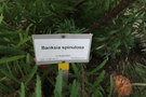 vignette Banksia spinulosa