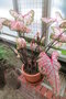 vignette Caladium bicolor 'Pink Beauty'