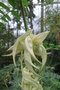 vignette Clianthus puniceus 'Albus'