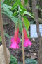 vignette Cantua buxifolia