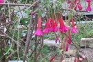 vignette Cantua buxifolia